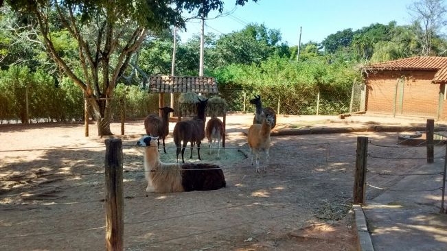 CCI NO ZOO DE Bauru