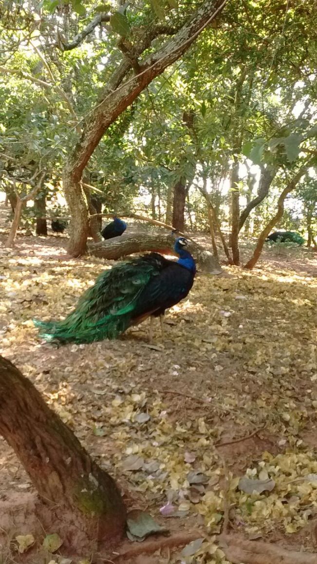CCI NO ZOO DE Bauru