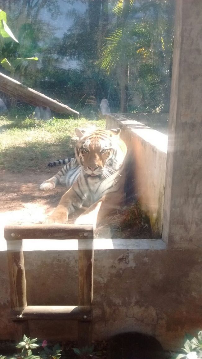 CCI NO ZOO DE Bauru
