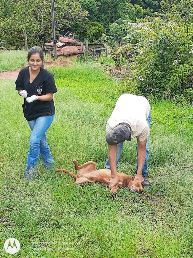Você sabe como prevenir doenças de animais de estimação?
